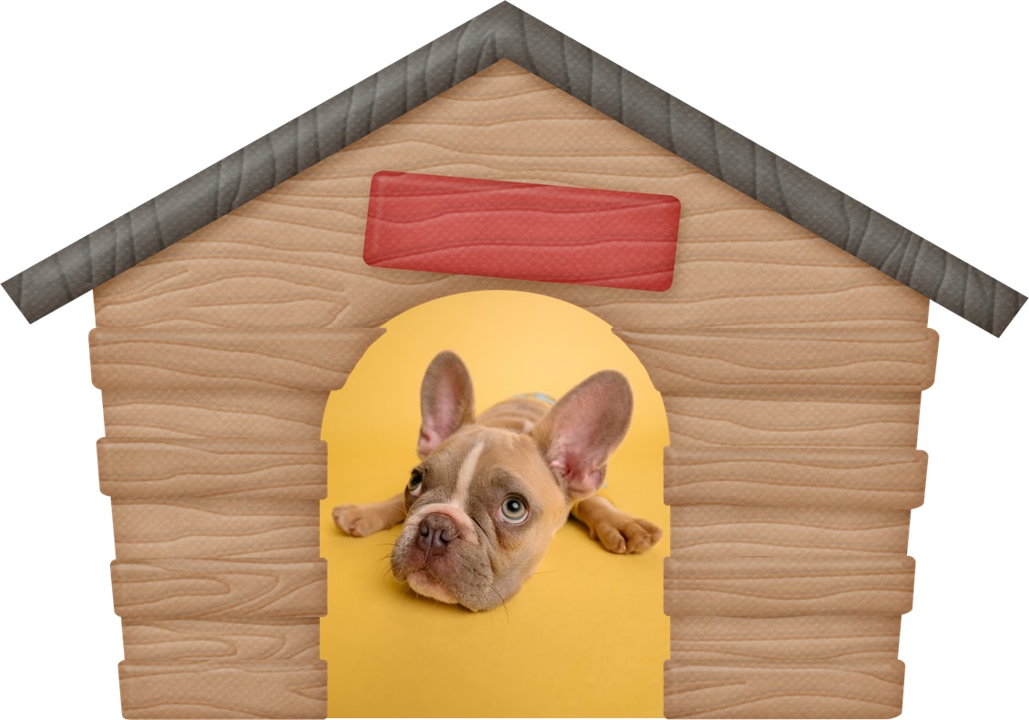 Cachorro 1