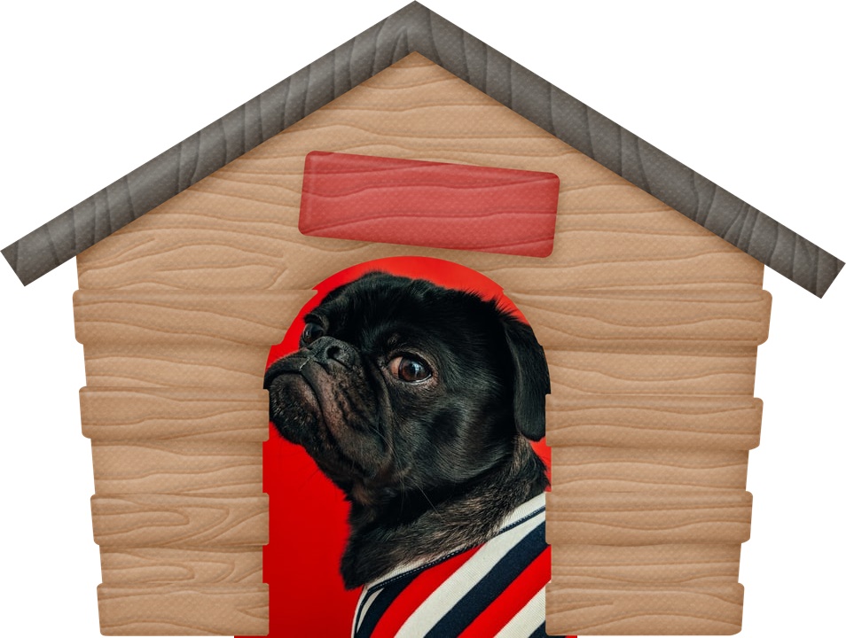 Cachorro 4