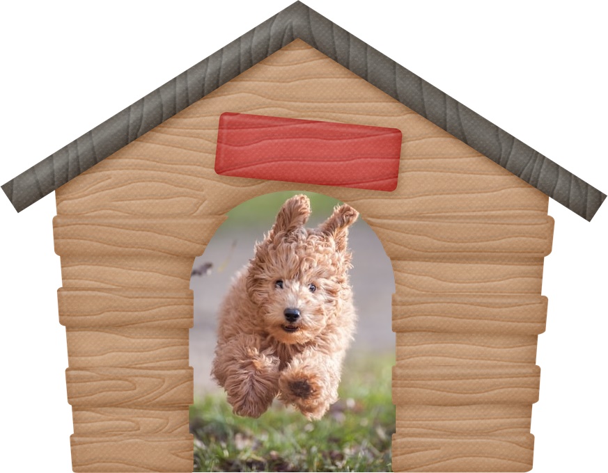 Cachorro 6