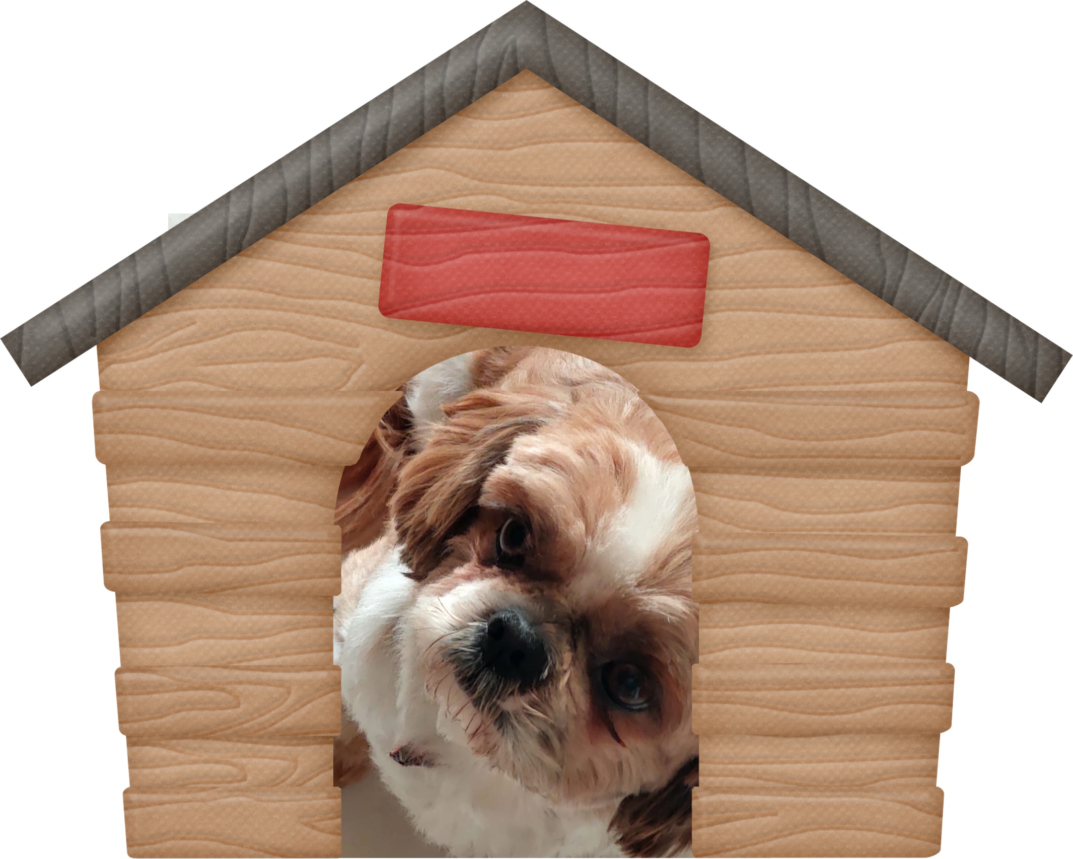 Cachorro 9