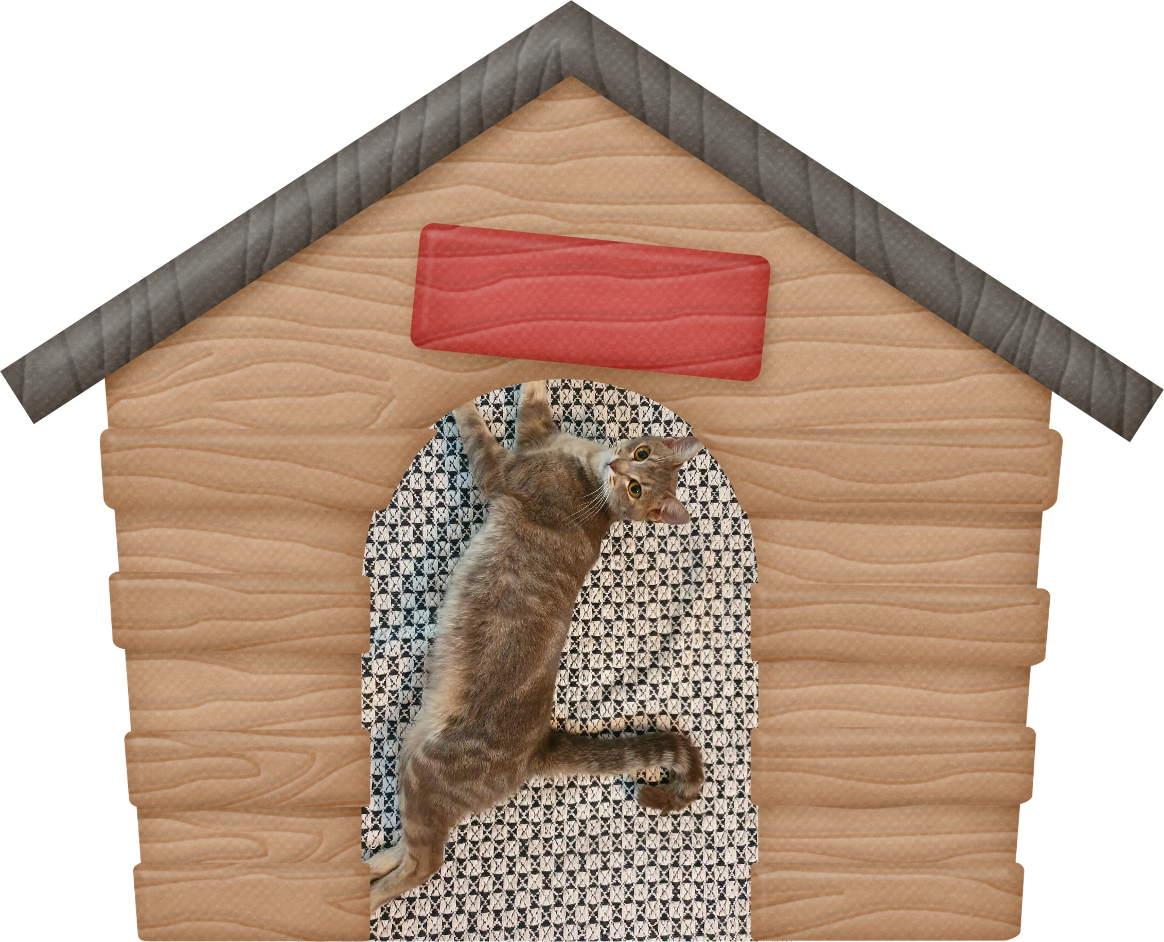 Gato 1
