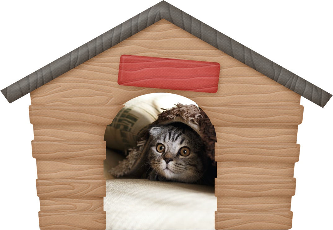 Gato 3