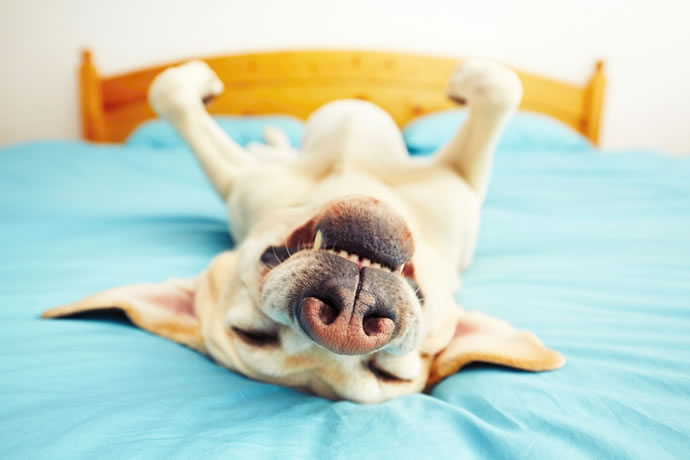 Cachorro fofo