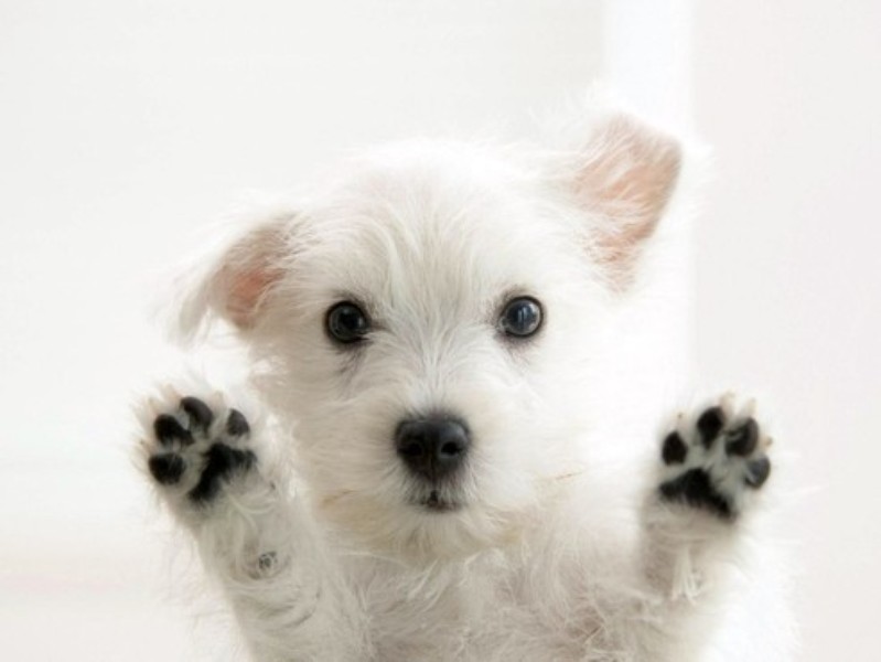 Cachorro fofo